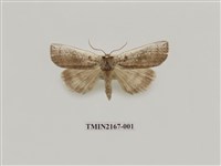 藏品(兩色波紋蛾)的圖片